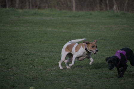 20250422_Dog Park and Birds 2__DSC0032_.jpg