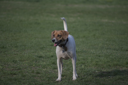 20250422_Dog Park and Birds 2__DSC0044_.jpg