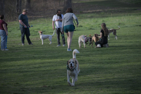 20250422_Dog Park and Birds 2__DSC0071_.jpg