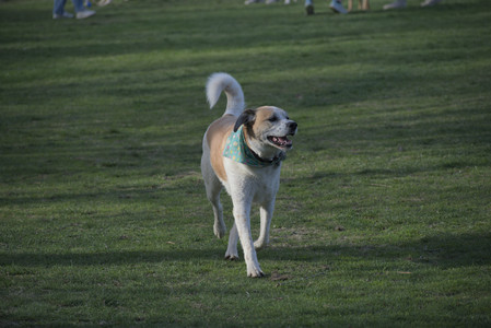 20250422_Dog Park and Birds 2__DSC0074_.jpg