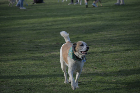 20250422_Dog Park and Birds 2__DSC0076_.jpg