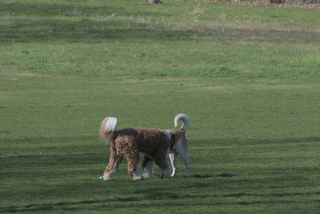 20250422_Dog Park and Birds__DSC0258_.jpg