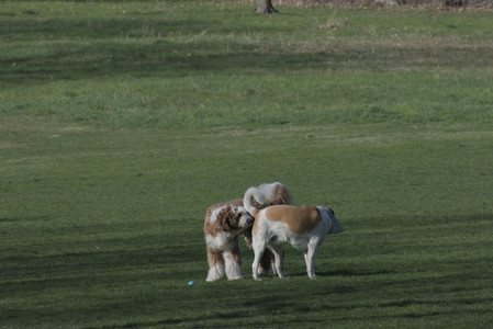 20250422_Dog Park and Birds__DSC0259_.jpg