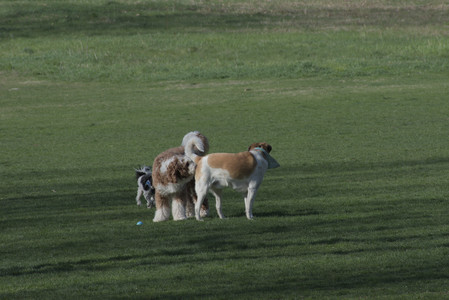 20250422_Dog Park and Birds__DSC0260_.jpg