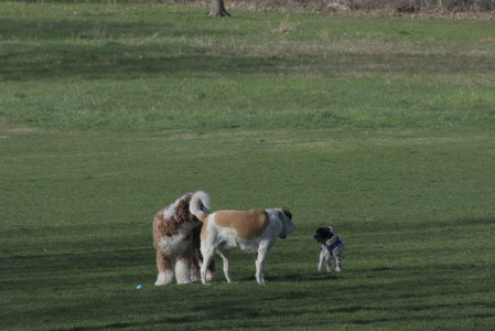 20250422_Dog Park and Birds__DSC0261_.jpg