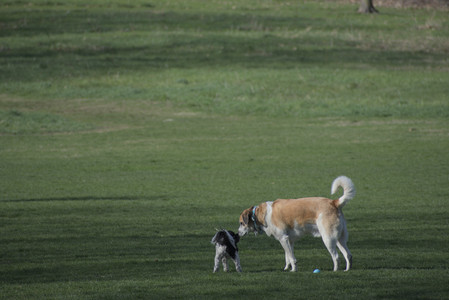 20250422_Dog Park and Birds__DSC0263_.jpg