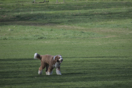 20250422_Dog Park and Birds__DSC0264_.jpg