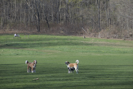 20250422_Dog Park and Birds__DSC0265_.jpg