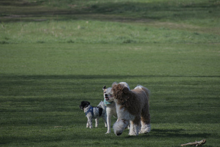 20250422_Dog Park and Birds__DSC0267_.jpg