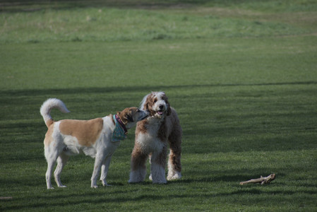 20250422_Dog Park and Birds__DSC0269_.jpg