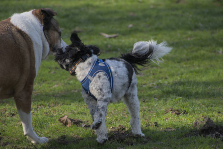 20250422_Dog Park and Birds__DSC0270_.jpg