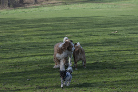 20250422_Dog Park and Birds__DSC0273_.jpg