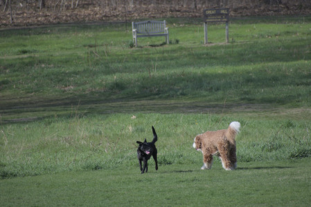 20250422_Dog Park and Birds__DSC0276_.jpg