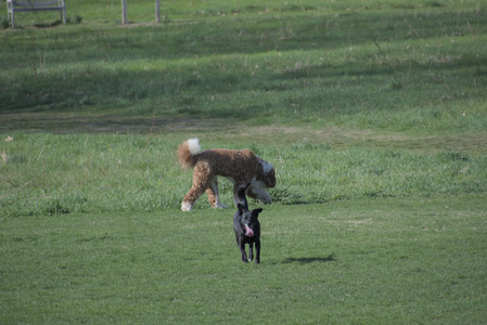 20250422_Dog Park and Birds__DSC0277_.jpg