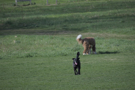 20250422_Dog Park and Birds__DSC0278_.jpg