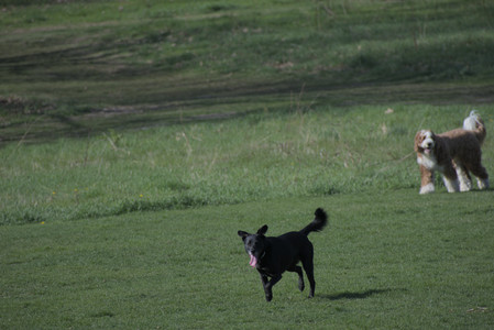 20250422_Dog Park and Birds__DSC0280_.jpg