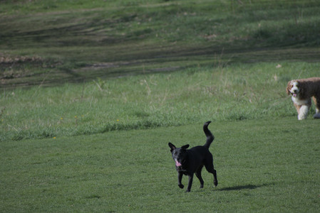 20250422_Dog Park and Birds__DSC0281_.jpg