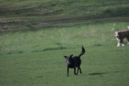 20250422_Dog Park and Birds__DSC0282_.jpg