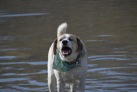 20250422_Dog Park and Birds__DSC0287_.jpg