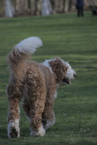 20250422_Dog Park and Birds__DSC0294_.jpg