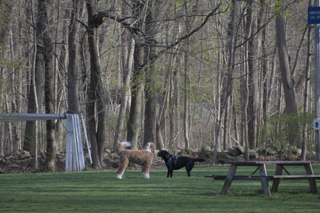 20250422_Dog Park and Birds__DSC0297_.jpg