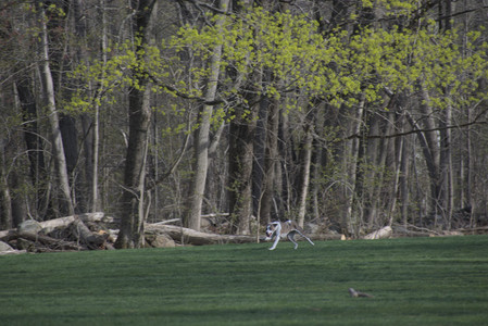 20250422_Dog Park and Birds__DSC0298_.jpg