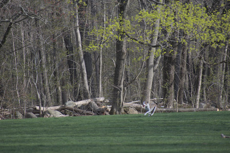 20250422_Dog Park and Birds__DSC0299_.jpg