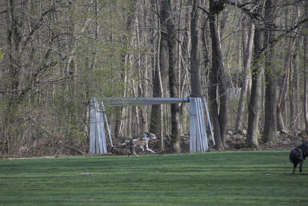 20250422_Dog Park and Birds__DSC0308_.jpg