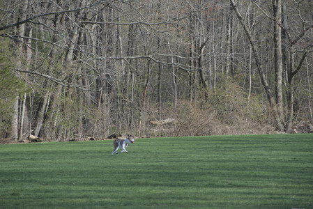 20250422_Dog Park and Birds__DSC0317_.jpg