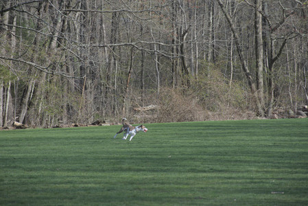 20250422_Dog Park and Birds__DSC0318_.jpg