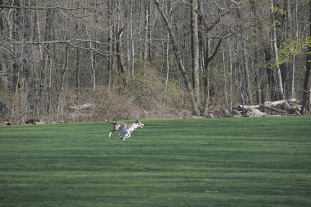 20250422_Dog Park and Birds__DSC0320_.jpg