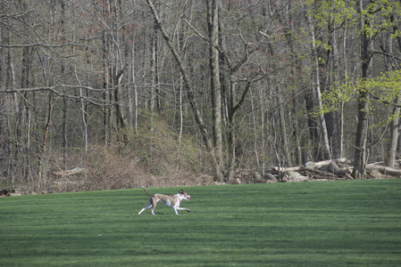 20250422_Dog Park and Birds__DSC0321_.jpg