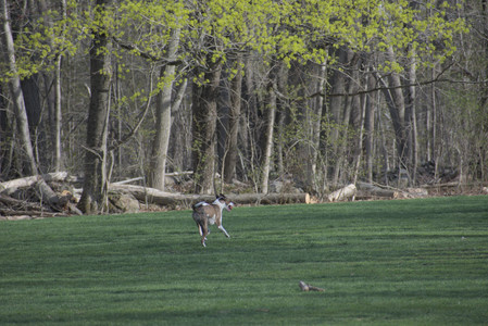 20250422_Dog Park and Birds__DSC0323_.jpg