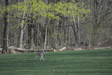 20250422_Dog Park and Birds__DSC0324_.jpg