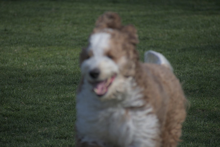 20250422_Dog Park and Birds__DSC0327_.jpg