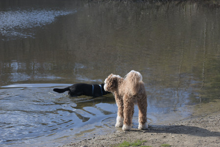 20250422_Dog Park and Birds__DSC0328_.jpg