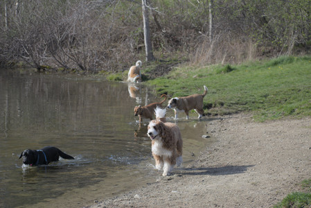20250422_Dog Park and Birds__DSC0329_.jpg