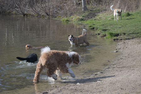 20250422_Dog Park and Birds__DSC0332_.jpg