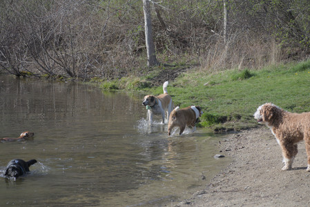 20250422_Dog Park and Birds__DSC0336_.jpg