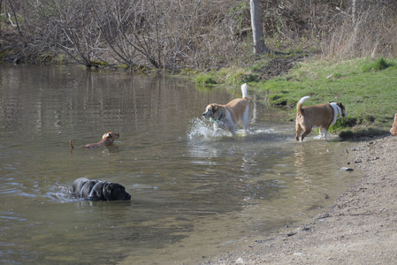 20250422_Dog Park and Birds__DSC0337_.jpg