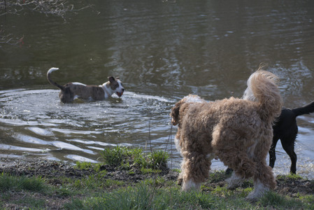 20250422_Dog Park and Birds__DSC0345_.jpg