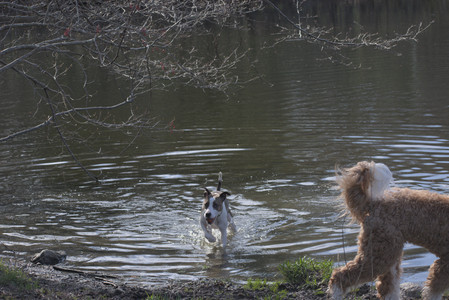 20250422_Dog Park and Birds__DSC0352_.jpg