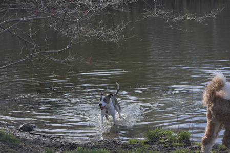 20250422_Dog Park and Birds__DSC0353_.jpg