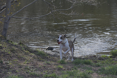 20250422_Dog Park and Birds__DSC0355_.jpg