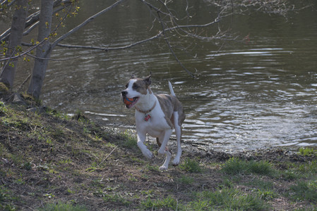 20250422_Dog Park and Birds__DSC0357_.jpg