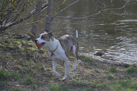 20250422_Dog Park and Birds__DSC0359_.jpg