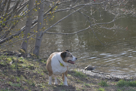 20250422_Dog Park and Birds__DSC0361_.jpg