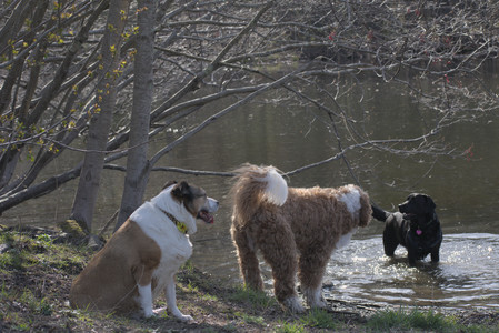 20250422_Dog Park and Birds__DSC0363_.jpg