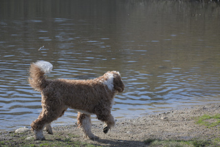 20250422_Dog Park and Birds__DSC0365_.jpg