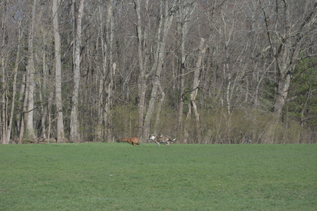 20250422_Dog Park and Birds__DSC0367_.jpg